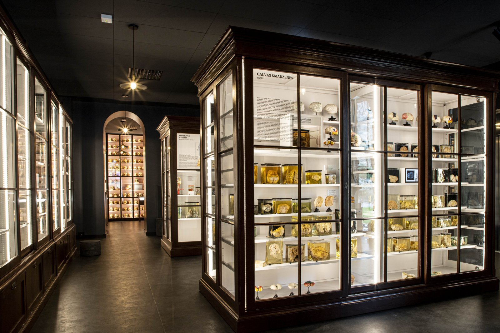 New exhibition of Anatomy Museum by Dd studio ← FOLD